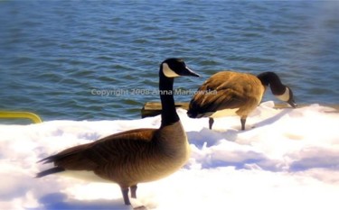 Photography titled "Canadian Geese" by Anna Markowska, Original Artwork