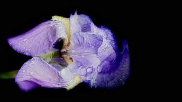 Photography titled "Iris" by Marc Guiraud, Original Artwork, Digital Photography