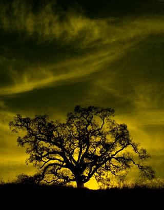 Fotografie mit dem Titel "Sunset Tree" von C Ribet, Original-Kunstwerk
