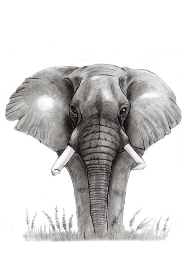 Drawing titled "Eléphant" by Cristina Barbato, Original Artwork, Graphite