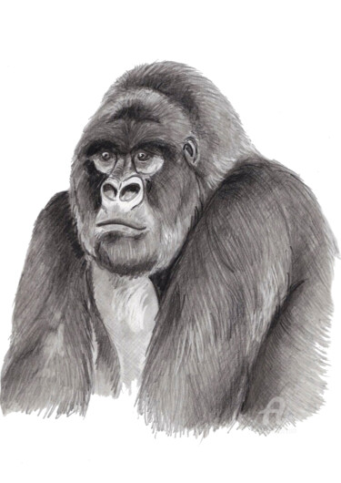 Drawing titled "Gorille" by Cristina Barbato, Original Artwork, Graphite