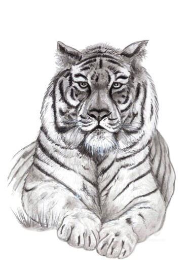 Dessin intitulée "Tigre" par Cristina Barbato, Œuvre d'art originale, Graphite