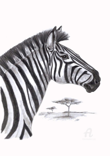 Drawing titled "Zebre" by Cristina Barbato, Original Artwork, Graphite