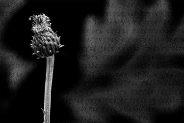Photography titled "Alchemical flower n…" by Cristina Gualmini, Original Artwork, Digital Photography Mounted on Other rigid…