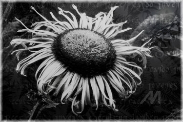 Alchemical flower n. 4 (limited edition 10) Fotografía titulada "Alchemical flower n…" por Cristina Gualmini, Obra de arte original, Fotografía digital