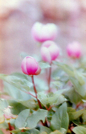 Photography titled "peonia soft" by Cusidore, Original Artwork