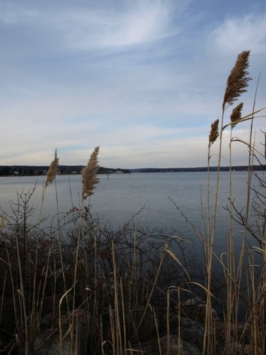 Photography titled "Cat Tails" by Cynthia Brown Yackenchick, Original Artwork