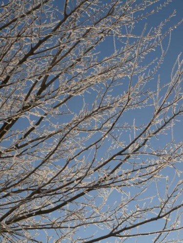 Photography titled "Frosted Limbs" by Cynthia Brown Yackenchick, Original Artwork