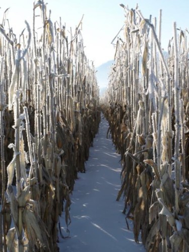 Photography titled "Frosted Corn" by Cynthia Brown Yackenchick, Original Artwork