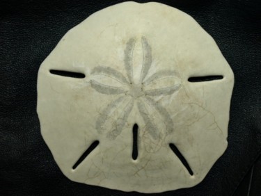 Photography titled "Sand Dollar Front" by Cynthia Brown Yackenchick, Original Artwork