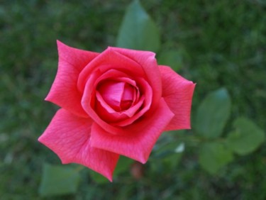 Photography titled "A Rose" by Cynthia Brown Yackenchick, Original Artwork