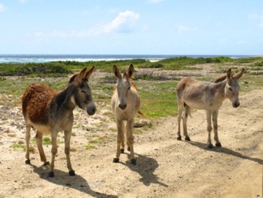 Photography titled "Donkeys Roaming" by Cynthia Brown Yackenchick, Original Artwork