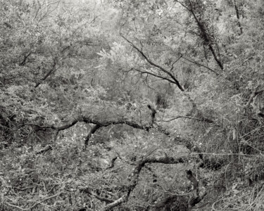 Photography titled "The Forest - 01" by Cyril Bquart, Original Artwork, Analog photography