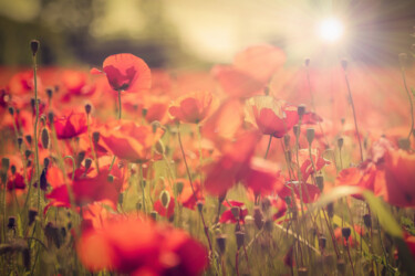 Photographie intitulée "Coquelicot" par Cyril Comtat, Œuvre d'art originale, Photographie numérique