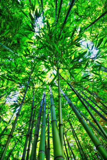 Fotografia intitulada "Bambou" por Cyril Comtat, Obras de arte originais, Fotografia digital