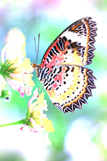 Photography titled "Papillon de lumière" by Cyril Comtat, Original Artwork, Digital Photography