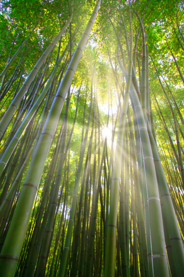 Photographie intitulée "Zen...." par Cyril Comtat, Œuvre d'art originale, Photographie numérique