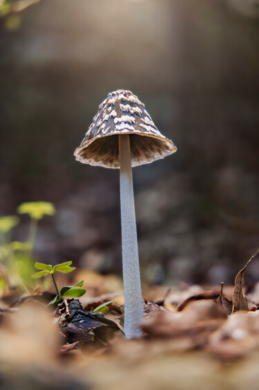 Photography titled "champignon" by Cyril Comtat, Original Artwork, Digital Photography
