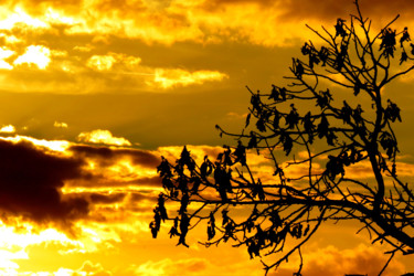 Fotografie getiteld "coucher de soleil b…" door Dominique Montestier, Origineel Kunstwerk