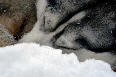 Фотография под названием "Sleep" - Dacko Photography, Подлинное произведение искусства, Не манипулируемая фотография