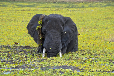 Fotografie getiteld "The elephant bath..." door Dacko Photography, Origineel Kunstwerk, Digitale fotografie