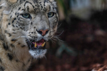 Fotografía titulada "Snow Panthers" por Dacko Photography, Obra de arte original, Fotografía digital
