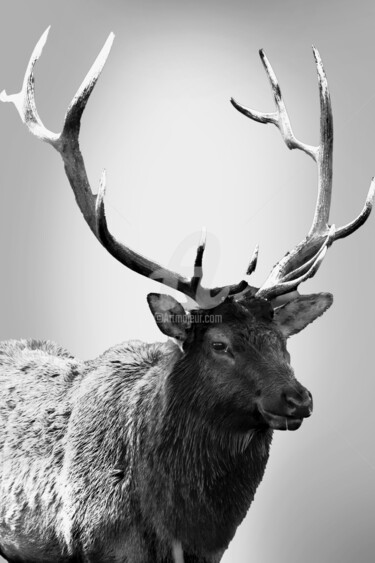 Digitale Kunst getiteld "Elk Black And White…" door Dahuyn, Origineel Kunstwerk, Digitaal Schilderwerk
