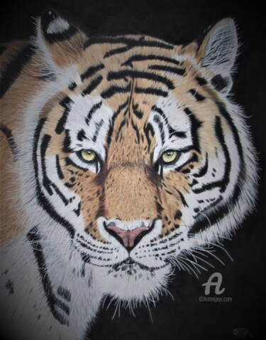 Dessin intitulée "The Tiger" par Daisy Van Der Zijden, Œuvre d'art originale, Crayon