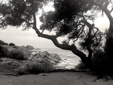 Fotografia intitolato "Île du Gaou, arbre…" da Dam Domido, Opera d'arte originale, Fotografia digitale