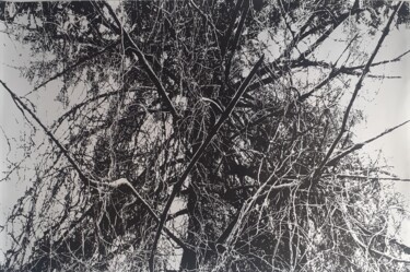 Dessin intitulée "Father's tree" par Damir Kamenar, Œuvre d'art originale, Encre