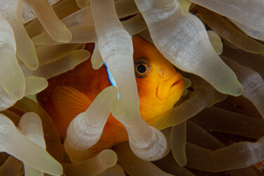 Fotografie mit dem Titel "Clown fish" von Dan Beaureperre, Original-Kunstwerk, Nicht bearbeitete Fotografie