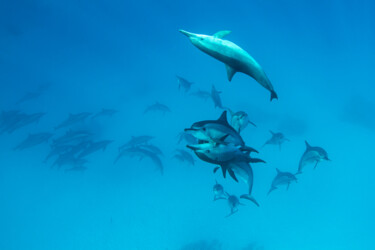 Photography titled "School of dolphins" by Dan Beaureperre, Original Artwork, Non Manipulated Photography