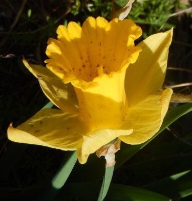 Фотография под названием "Flower in sun light" - Dan Flanagan, Подлинное произведение искусства, Цифровая фотография