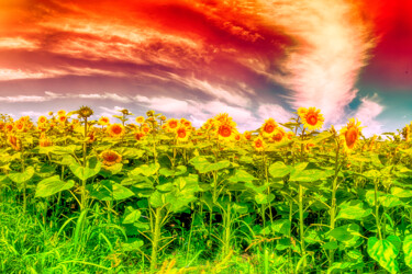 Photography titled "Sunset Flower" by Dan Lavric, Original Artwork, Digital Photography
