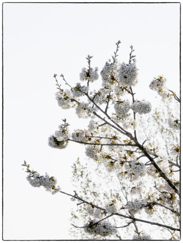 Fotografia zatytułowany „Cerisier” autorstwa Dana Berthelot, Oryginalna praca, Fotografia cyfrowa