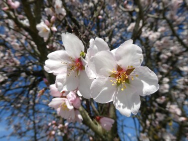 Photographie intitulée "Printemps" par Dana Berthelot, Œuvre d'art originale, Photographie numérique