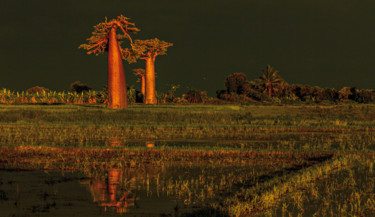 「Baobabs」というタイトルの写真撮影 Daniel Roblinによって, オリジナルのアートワーク, デジタル