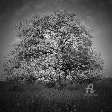 Photographie intitulée "Le Cerisier" par Daniel Sohier, Œuvre d'art originale, Photographie argentique Monté sur Aluminium