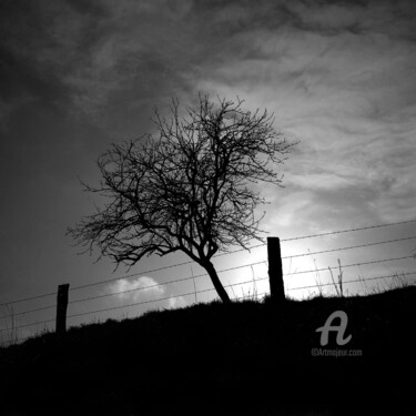 Fotografía titulada "Le pommier" por Daniel Sohier, Obra de arte original, Fotografía analógica Montado en Aluminio