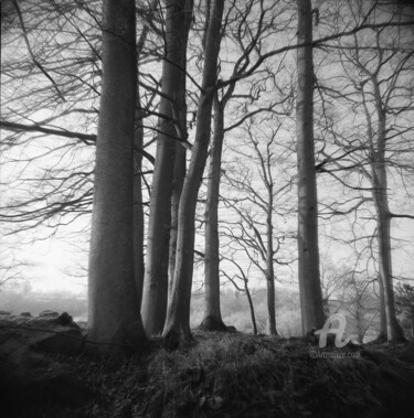 Fotografia intitolato "Sous bois1" da Daniel Sohier, Opera d'arte originale, fotografia a pellicola Montato su Alluminio