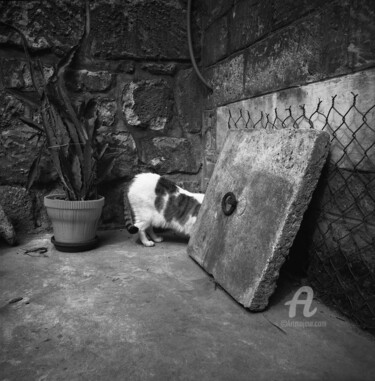 Fotografia intitulada "Le Chat sans tête" por Daniel Sohier, Obras de arte originais, Fotografia de filme Montado em Alumínio