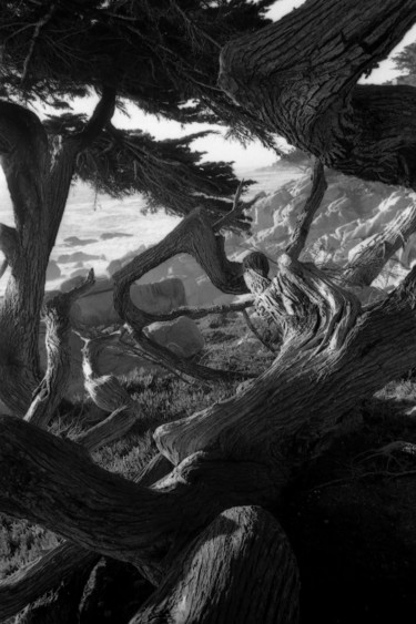 Fotografia intitolato "Cipressi a Monterey" da Antonio De Angelis, Opera d'arte originale, fotografia a pellicola