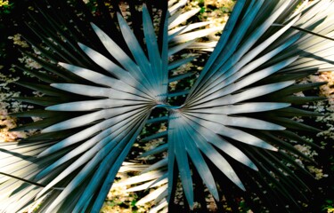 Photographie intitulée "ara en vol" par Danielle Dubus, Œuvre d'art originale