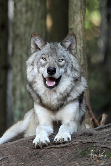 Photographie intitulée "Le loup." par Alain Revy, Œuvre d'art originale