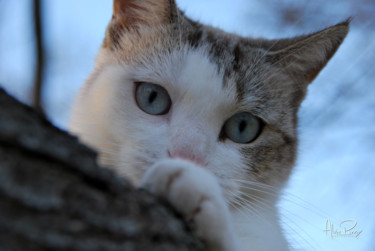 Fotografia intitulada "CHAT PERCHE  2" por Alain Revy, Obras de arte originais