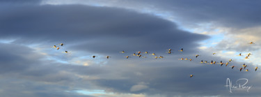 Photographie intitulée "PEUPLE MIGRATEUR 2" par Alain Revy, Œuvre d'art originale