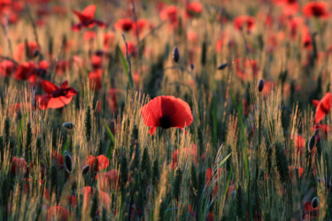 Photography titled "COQUELICOTS  8" by Alain Revy, Original Artwork