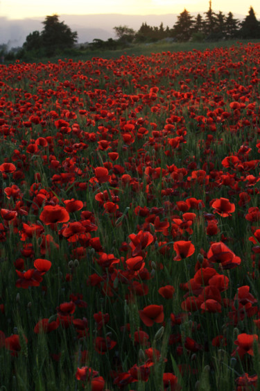 Photography titled "COQUELICOTS  11" by Alain Revy, Original Artwork