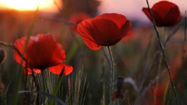 Photography titled "COQUELICOTS  15" by Alain Revy, Original Artwork