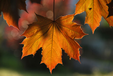 Photographie intitulée "FEUILLE D’ÉRABLE RO…" par Alain Revy, Œuvre d'art originale